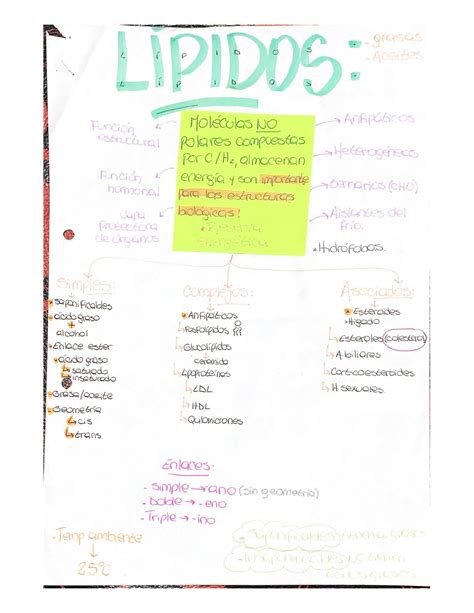 SOLUTION Lipidos Y Acidos Nucleicos Studypool