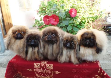 Pin By Geri Cochran On Pekingnese Loves Of My Life Pekingese Puppies