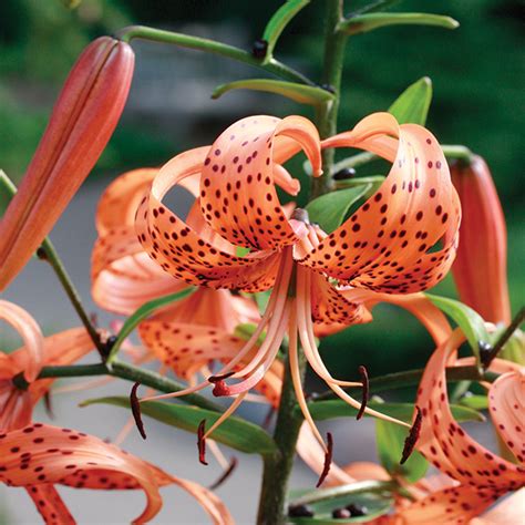 Orange Tiger Lily Foothills Nurseries