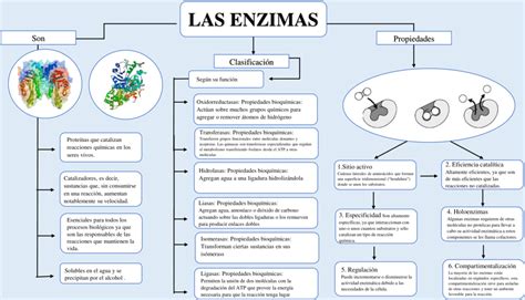 Mapas Conceptuales De Las Enzimas Descargar