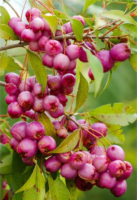 Syzygium Paniculatum Eugenia Paniculata Australian Brush Cherry