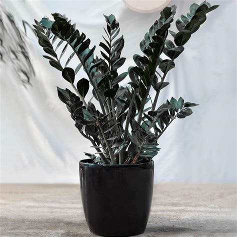 Immergrüne Zamioculcas Schwarze Glücksfeder Zimmerpflanzen 30 40cm