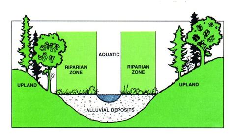 Diagram of a riparian area. | Wildlife habitat, Water quality, Oklahoma ...