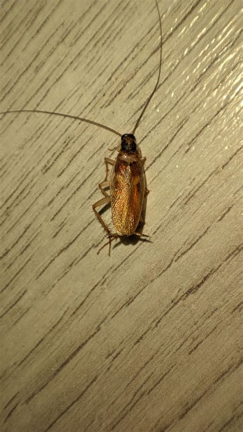 Help me identify this probably cockroach so i can better fight it : r