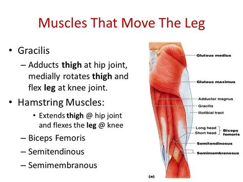 Image Result For Flex Hip Hamstring Muscles Gluteus Medius Thighs