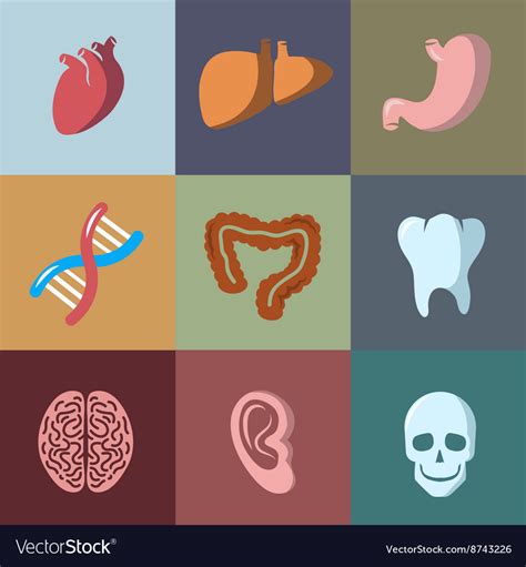 Internal Human Organs Flat Icons Set Royalty Free Vector