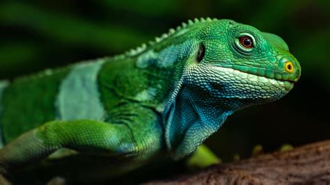 Fiji banded iguana 2455759 Stock Photo at Vecteezy