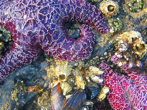 Purple Starfish by Sing-Down-The-Moon on DeviantArt