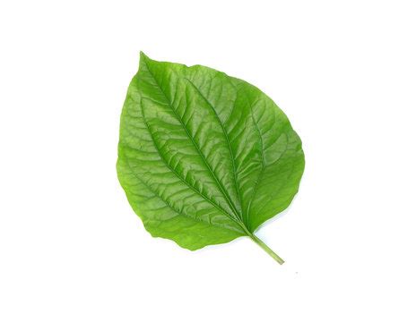 "Betel Leaves" Images – Browse 13,998 Stock Photos, Vectors, and Video ...