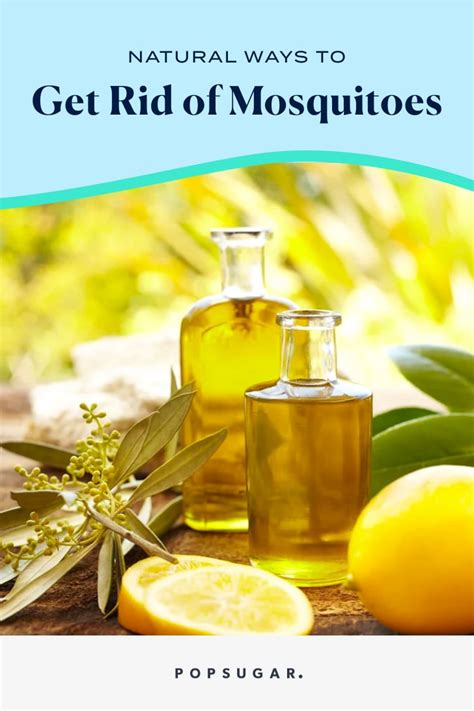 5 Stealthy Ways To Evict Mosquitoes From Your Sanctuary