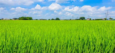 Arti Dan Mitos Sebenarnya Mimpi Melihat Sawah Yang Perlu Anda Tahu