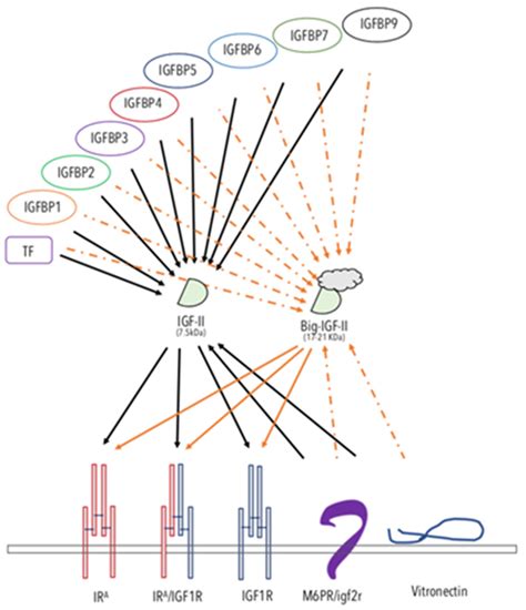 Cancers Free Full Text The Igf Ii Insulin Receptor Isoform A