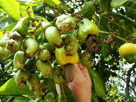 Cashewnuss B Ume Lernen Wie Man Cashews Anbaut Haenselblatt