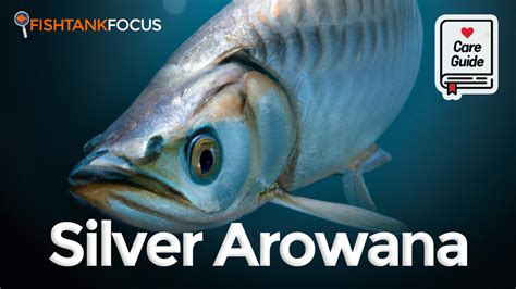 Silver Arowana [Care Guide] - Tank Size, Mates, Length & More