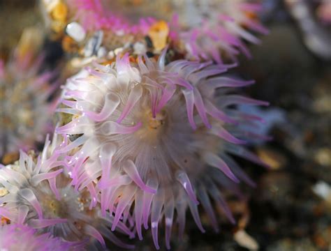 Anthopleuraelegantissima Aggregating Anemone Anthopleura Flickr