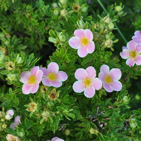 Лапчатка (Potentilla) | Ракита. Питомник растений