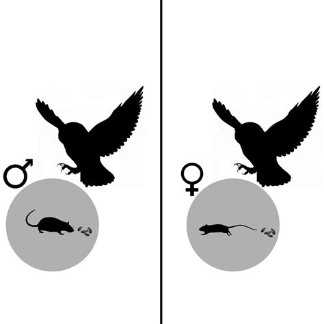 Sex Differences In Foraging Rats To Naturalistic Aerial Predator