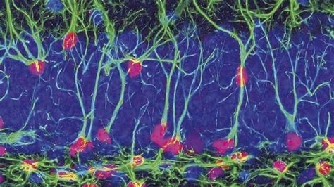 Un Estudio Del Csic Revela Que Los Beneficios Cognitivos Del Ejercicio