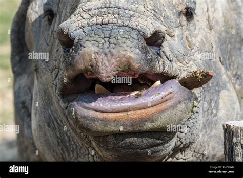 Rhinoceros teeth hi-res stock photography and images - Alamy