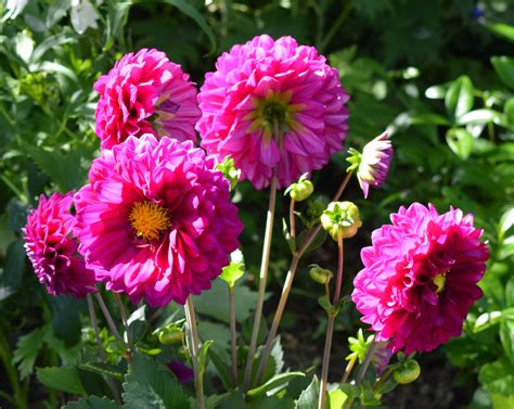 Dahlias Closeup Pink Color Hd Wallpaper Rare Gallery