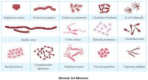 Klasifikasi Makhluk Hidup Kingdom Monera Berikutid