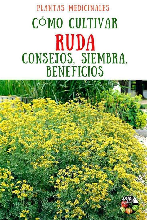 Guía de cultivo de Ruda Plantas para el sol Planta de ruda y Cultivo