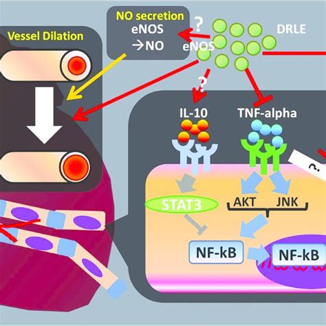 Cardioprotective Effect Of Drle In This Study We Found That Drle Can