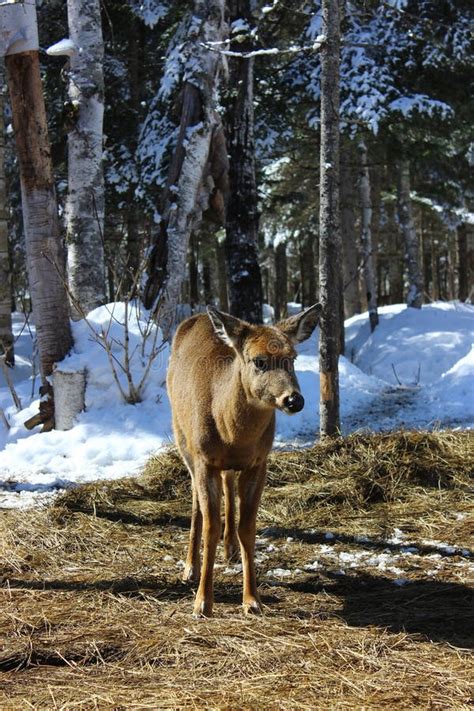 White tailed deer stock photo. Image of herd, portraint - 273956592