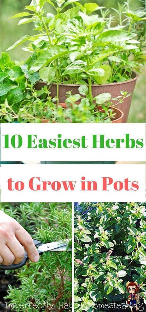 The 10 Easiest Herbs To Grow In A Pot Or Container Best Herbs To Grow