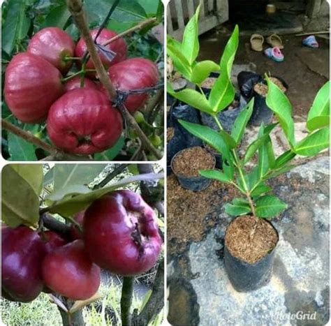 Jual Tanaman Jambu Air Black Diamond Di Lapak Mahameru Flora Bukalapak