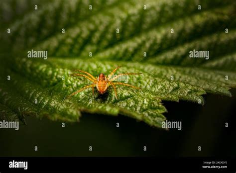 The hunting spider Stock Photo - Alamy