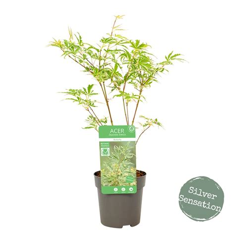 Acer palmatum 'Butterfly' Japanese Maple – Japanese Maples South Africa