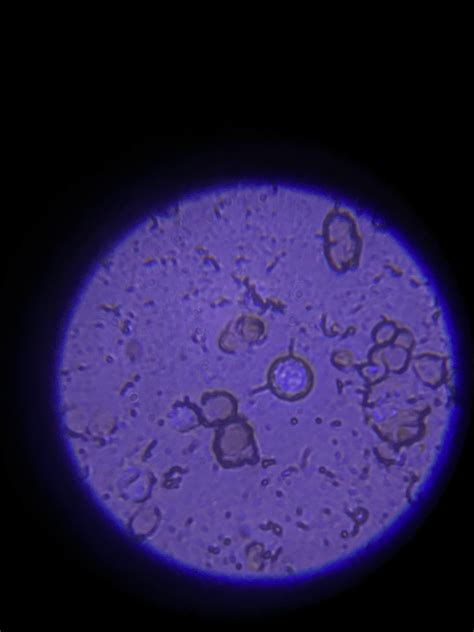 how does microscopy work 1