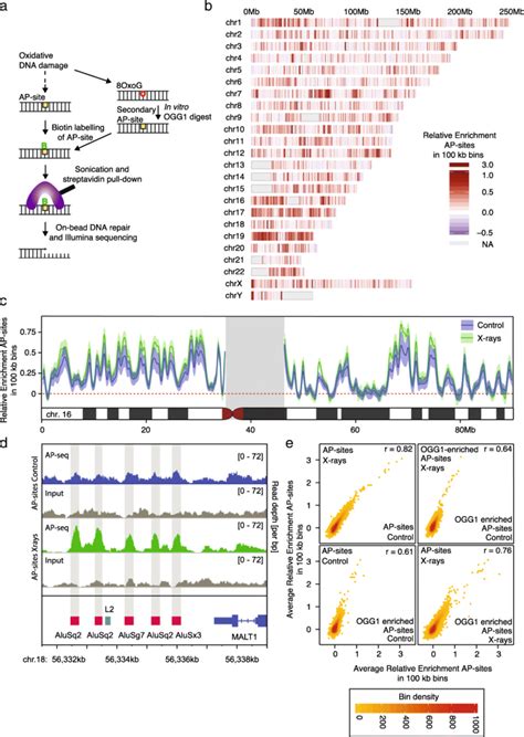 Genomic Landscape Of Oxidative Dna Damage And Repair Reveals