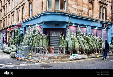 Large Number Of Christmas Trees For Sale At Shop Corner Merchant City