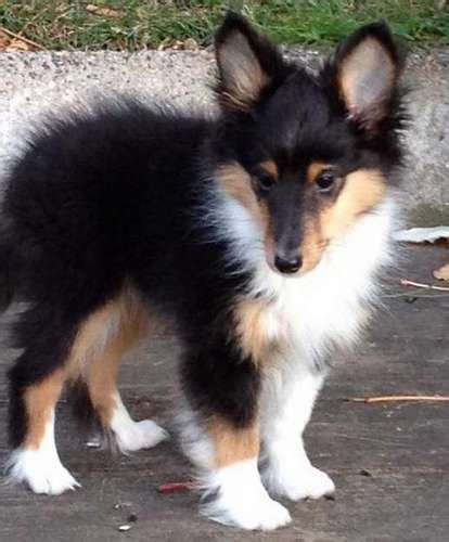 101 Sheltie Puppies | Sheltie Planet