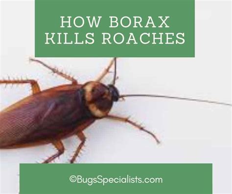 Roach Control With Borax Effective Methods To Get Rid Of 40 Off