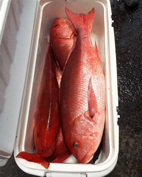 Pesca Deportiva En Panamá Guía De Capturas Yates Taboga