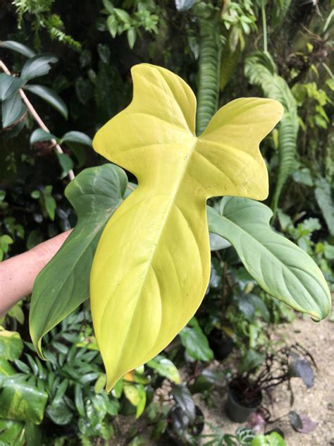 Philodendron Bipennifolium Aurea Aka Philodendron Gold Violin Craibas