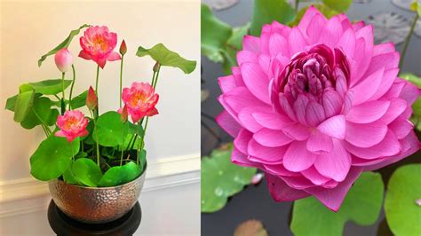 Planting For Lotus Flowers In Pot Water SUPER Simple Lotus Flower