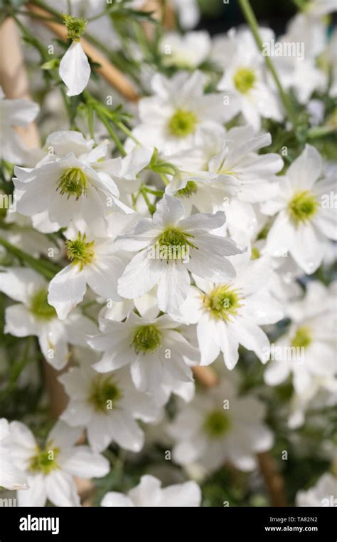 Evergreen Clematis Hi Res Stock Photography And Images Alamy