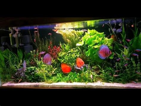 Gallon Discus Planted Aquarium Setup Beautiful Discus Tank Mates