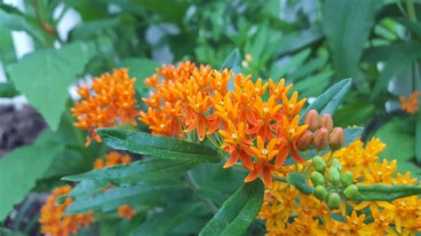 Butterfly Weed 101 Ultimate Grow And Care Guide Growit Buildit