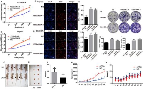 Hsa Circ Knockdown Promotes Hcc Proliferation In Vitro And