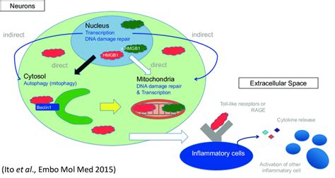 Multiple Functions Of HMGB1 Inside And Outside Of Cells HMGB1