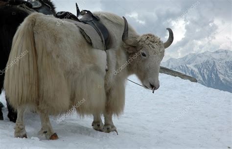 Yak In Himalayas Stock Photo Bhairav 5913669