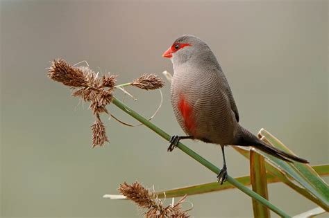 Common Waxbill - BirdForum Opus | BirdForum