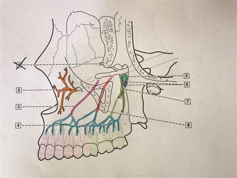 Exam Maxillary Nerve Major Branches Diagram Quizlet Sexiz Pix