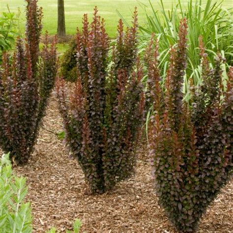 Berberis Thunbergii Helmond Pillar Pb6 5 30 40