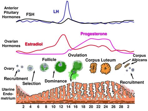 PPT The Luteal Phase Of The Estrous And Menstrual Cycle PowerPoint